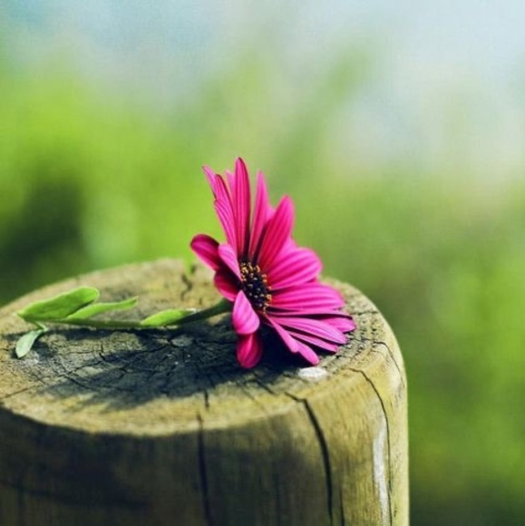 Meet your Posher, Alaa - Picture 1 of 1